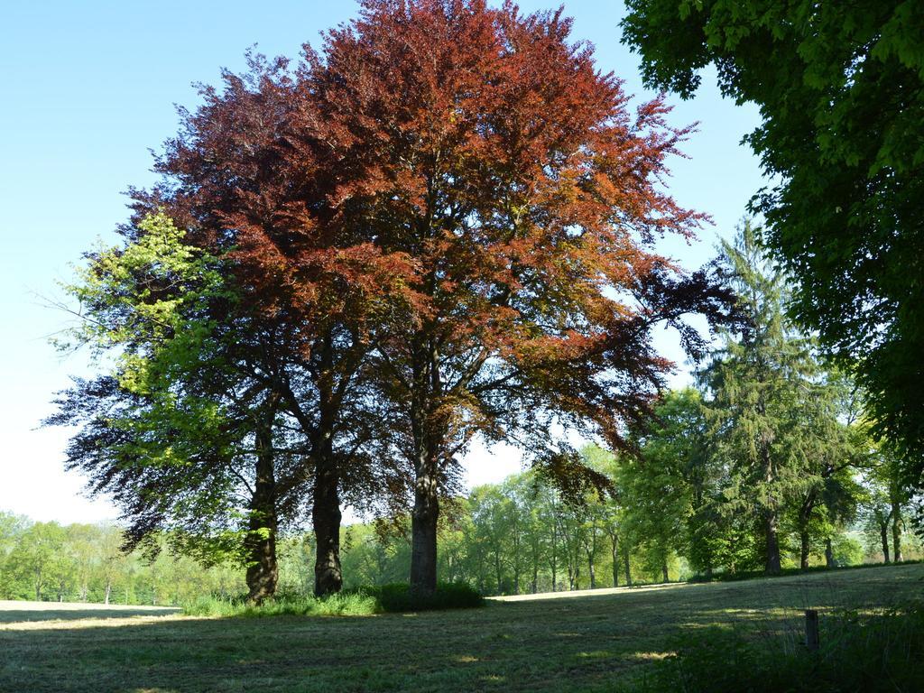 Attached Gite On The Edge Of The Forest Trois-Ponts Exterior foto